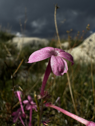 Ipomopsis tenuituba, photograph 5