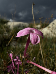 (c) Parker James Lloyd, some rights reserved (CC BY) Ipomopsis tenuituba, photograph (c) Parker James Lloyd, some rights reserved (CC BY)