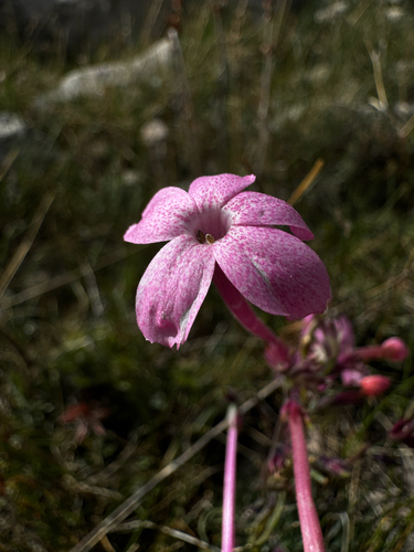 Ipomopsis tenuituba, photograph 6