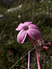 Ipomopsis tenuituba, photograph (c) Parker James Lloyd, some rights reserved (CC BY)