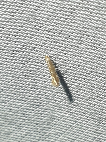 Goldenrod Leafminer (Cremastobombycia solidaginis)