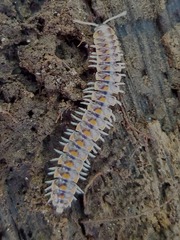 Euryurus maculatus