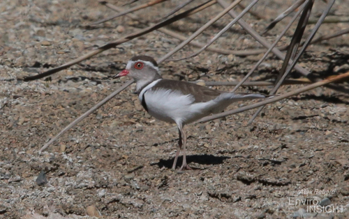 iNaturalist image