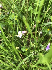 Mazus pumilus