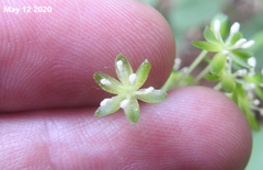 Smilax nipponica