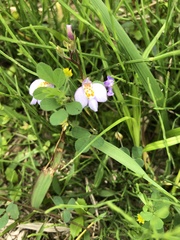 Mazus pumilus