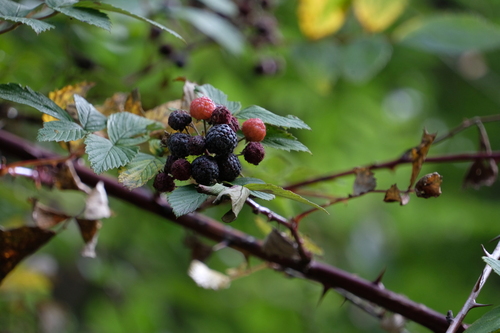 Ceylon Raspberry