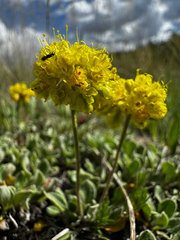 Eriogonum arcuatum, photograph (c) Parker James Lloyd, some rights reserved (CC BY)