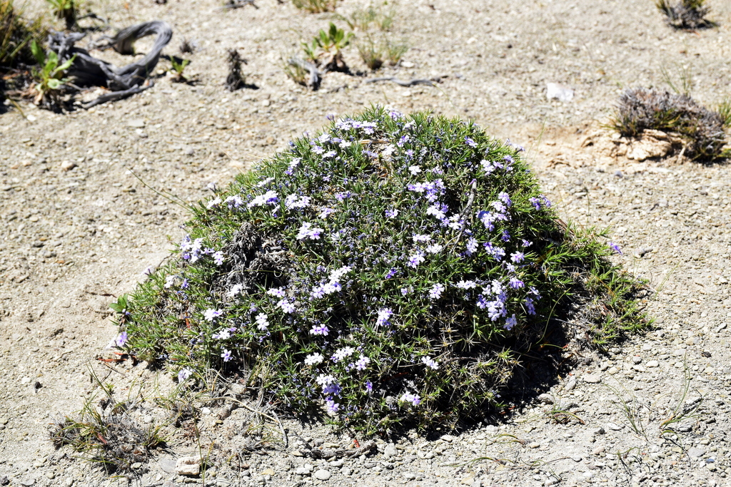 Junellia toninii
