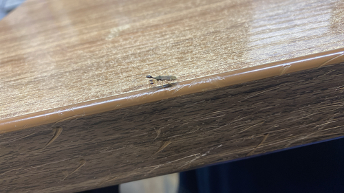 Long-necked Seed Bug