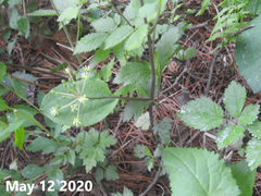 Smilax nipponica