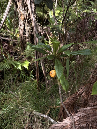 Clermontia hawaiiensis observed 2026-08-26