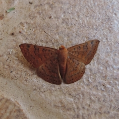 Emesis ocypore zelotes