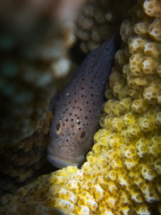 Spotted Coral Croucher photo 4