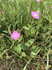 Oenothera rosea
