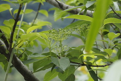 Cornus macrophylla