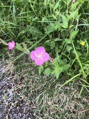 Oenothera rosea