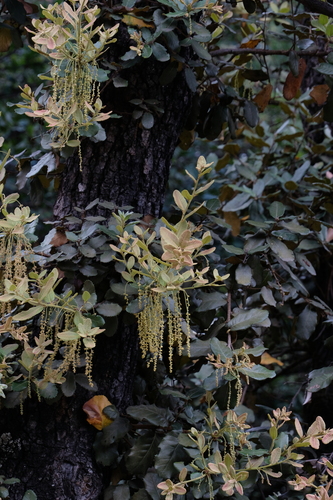 Quercus longispica