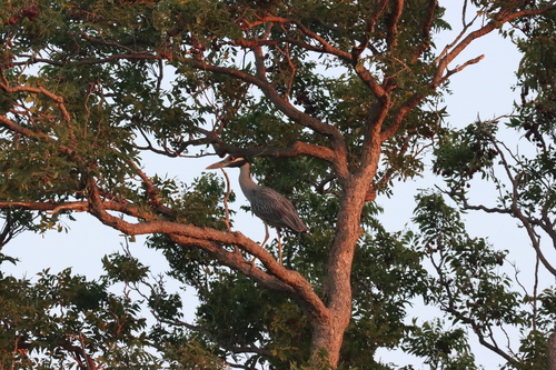 Yellow-crowned Night Heron