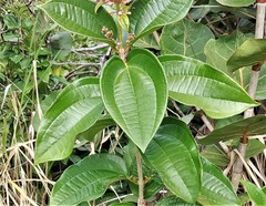 Miconia thomasiana