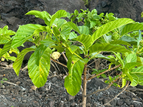 Morinda citrifolia observed 2026-08-26