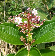 Miconia thomasiana
