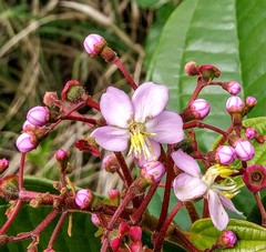 Miconia thomasiana