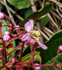 Miconia thomasiana
