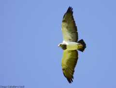 Black-Chested Buzzard-Eagle photo 2