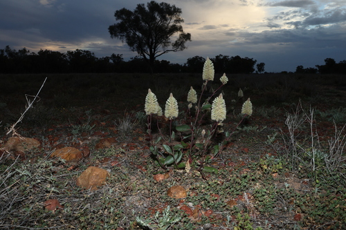 Ptilotus nobilis