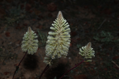 Ptilotus nobilis, photograph 2