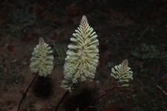 Ptilotus nobilis, photograph (c) Greg Tasney, some rights reserved (CC BY-SA)