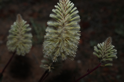 Ptilotus nobilis, photograph 3