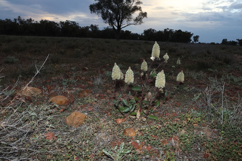 Ptilotus nobilis, photograph 1