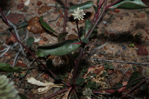 Ptilotus nobilis, photograph 4