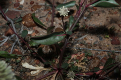 Ptilotus nobilis, photograph (c) Greg Tasney, some rights reserved (CC BY-SA)