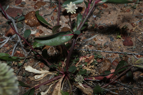 Ptilotus nobilis, photograph 5