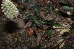 Ptilotus nobilis, photograph (c) Greg Tasney, some rights reserved (CC BY-SA)