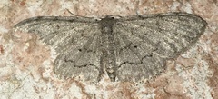 Idaea violacearia