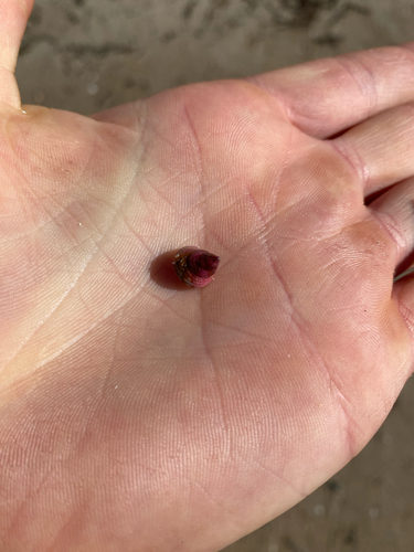 Micrelenchus purpureus observed 2026-08-27