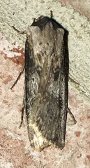 Agrotis malefida