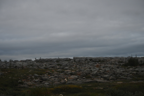 Black Bear sighting near Churchill