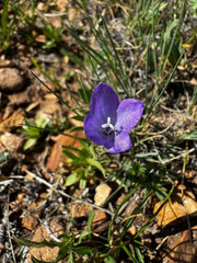 Campanula parryi, photograph (c) Parker James Lloyd, some rights reserved (CC BY)