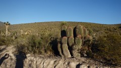 Ferocactus pilosus