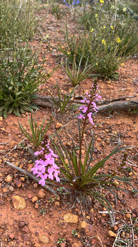 Stylidium confluens