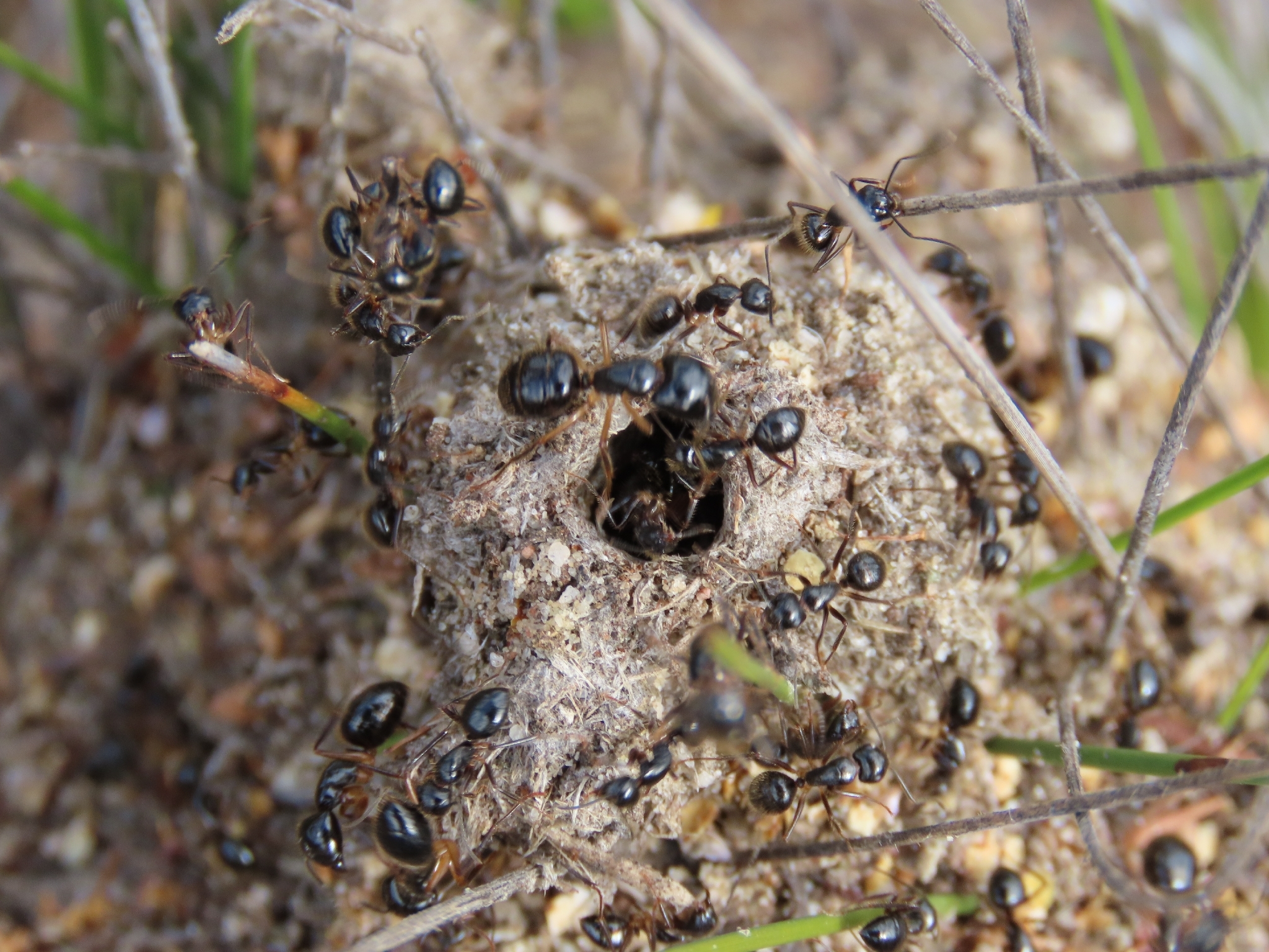 Camponotus evae