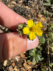 Potentilla hippiana