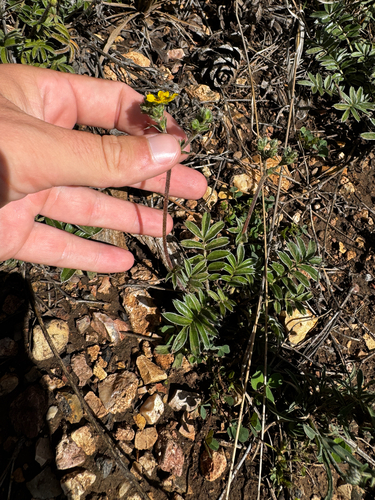 Potentilla hippiana, photograph 2