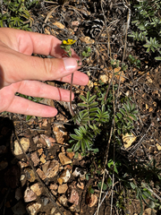Potentilla hippiana, photograph (c) Parker James Lloyd, some rights reserved (CC BY)