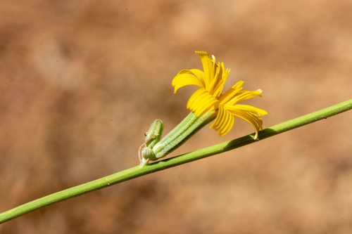 Rush Skeletonweed